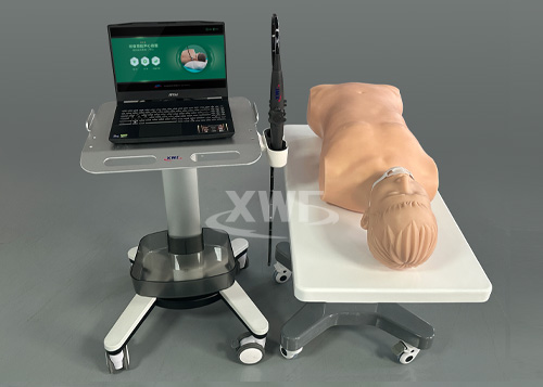 经食道超声心动图模拟实训系统（TEE）